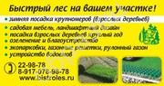 Озеленение и благоустройство.+79170789878 Рулонный газон.Посадка крупн